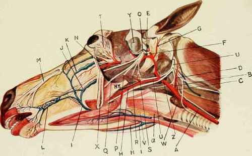ANATOMY OF THE HORSE'S HEAD.