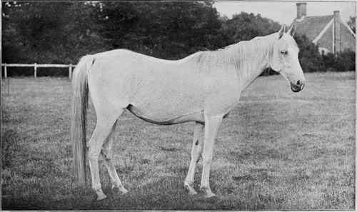 ARAB MARE: BOZRA By Pharaoh; dam, Basilisk. In the possession of Lady Blunt.