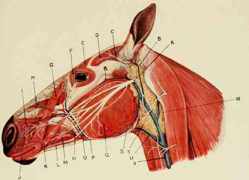 Anatomy Of Horse s Head 30042