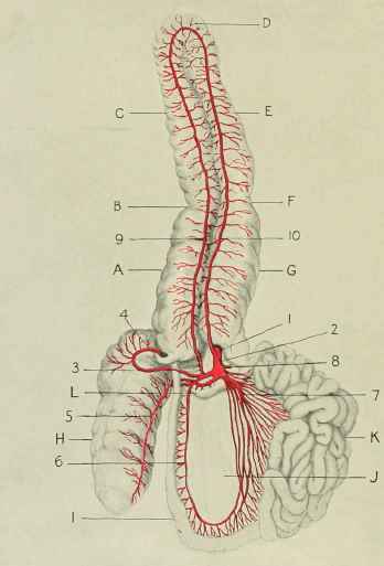 Anterior mesenteric artery.