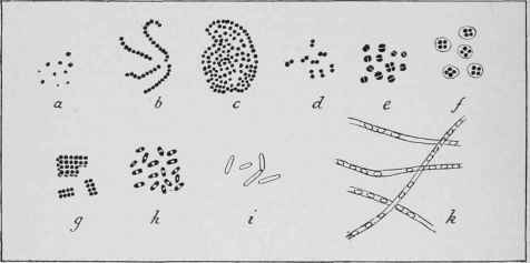 Bacteria and Bacilli. Highly magnified.