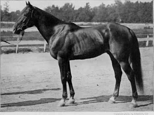 CHAMPION STALLION: AMERICAN TROTTER, CRESCENS.
