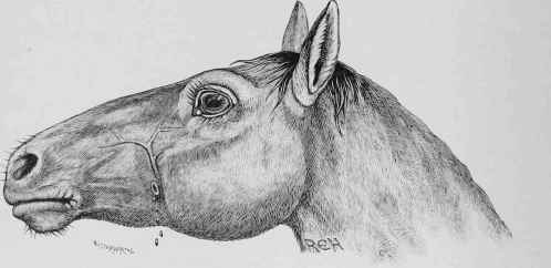 Fistula of the Parotid Duct.