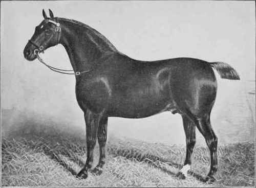 HACKNEY STALLION, LORD DERBY 415.