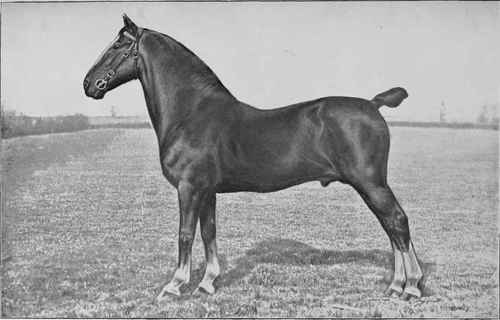 HACKNEY STALLION, POLONIUS 4931.