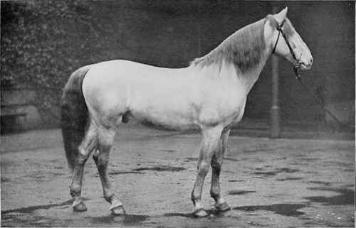 HANOVERIAN.