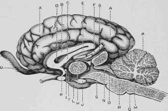 Longitudinal Section of the Brain.