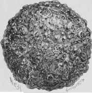 Mixed or Conglomerate Calculus.