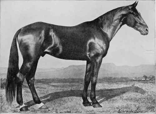 PACING STALLION: AMERICAN TROTTER, STAR POINTER.