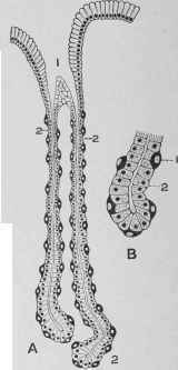 Peptic Gland.