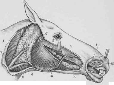 Salivary Glands Exposed.