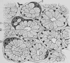 Section of Salivary Gland, showing a Group of Lobules.