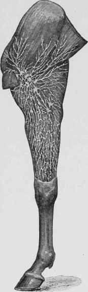 Sketch of the Lymphatic Vessels of the Fore Leg (inner aspect).