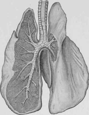 The Lungs and Bronchi.