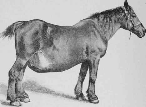 Ventral Hernia.