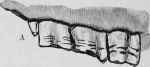 Wolf's Tooth (shown at a).