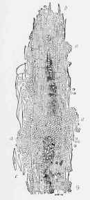 Acariasis Mange 50010