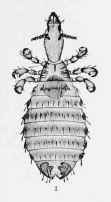 Acariasis Mange 5003