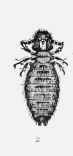 Acariasis Mange 5004