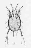 Acariasis Mange 5005