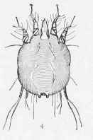 Acariasis Mange 5006
