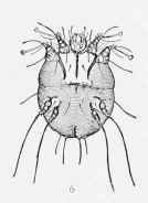 Acariasis Mange 5008