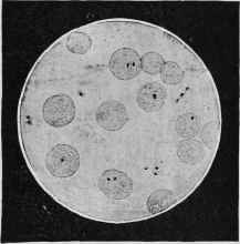Bacillus of Epizootic Lymphangitis.