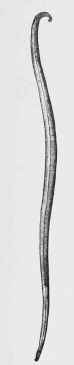 Fig. 274. Ascaris (about 1/2 nat. size).