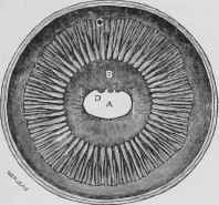 Interior View of the Eye.