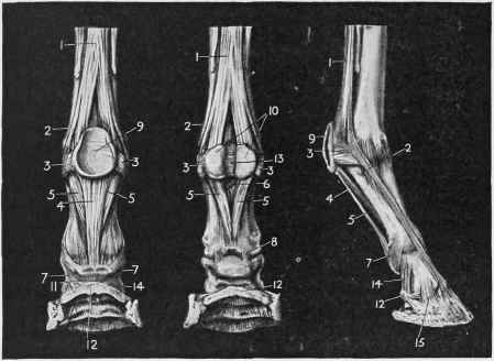 Ligaments of the Pastern and Foot.