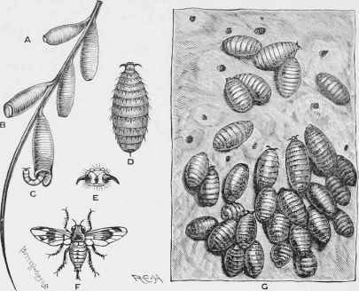 Metamorphoses of the Bot Fly.