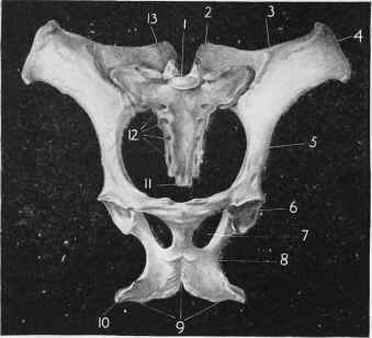 Pelvis and Sacrum (Inferior Aspect).