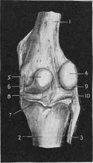 Posterior View of Stifle joint.