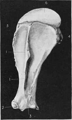 Scapula (Outer Surface).