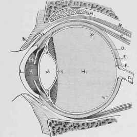 Section of Eye.