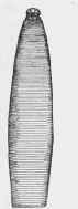 Taenia perfoliata (nat, size).