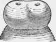 Taenia plicata, Cephalic Extremity (enlarged 7 diameters).