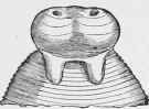 Teania perfoliata, Cephalic Extremity (enlarged 7 diameters).