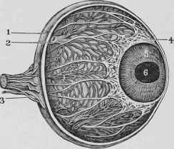 The Choroid Tunic.