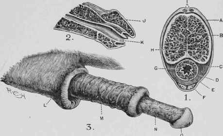 The Penis.