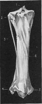Tibia (Posterior Aspect).