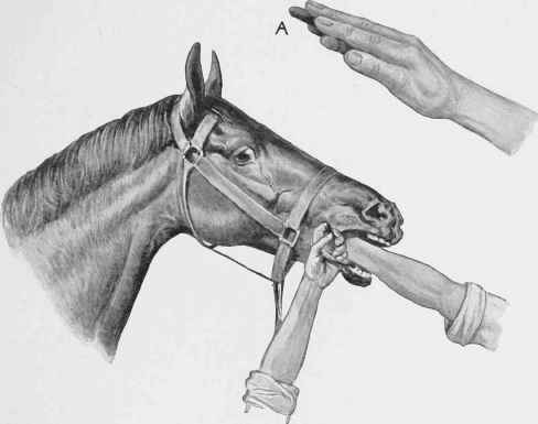 Administering a Ball.