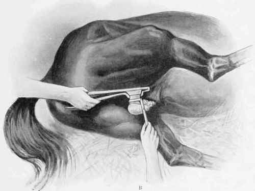 CASTRATION.