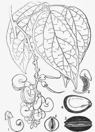 Calabar Bean (Physostigma venenosum).