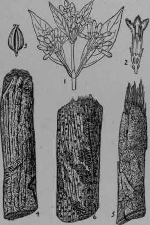 Cinchona lancifolia.