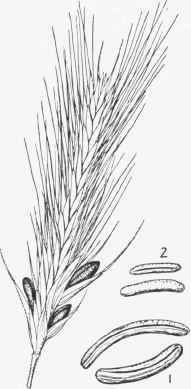 Ergot of Rye.