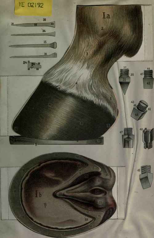 Explanations For The Model The Hoof Of The Horse 60078
