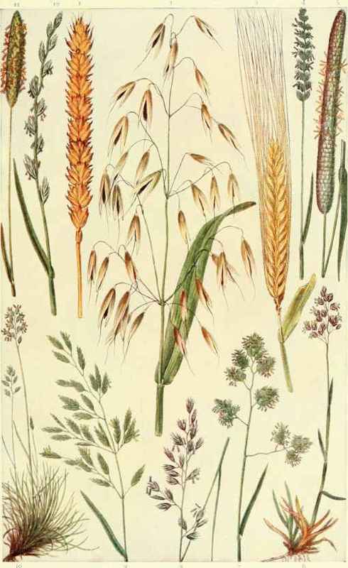 FOOD PLANTS   1.