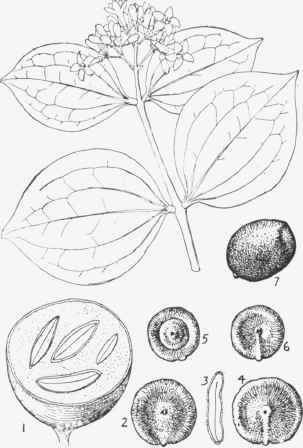 Fig. 4.31. Nux Vomica (Strychnos nux vomica).