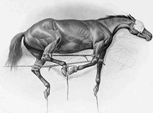 HORSE CAST FOR FIRING.